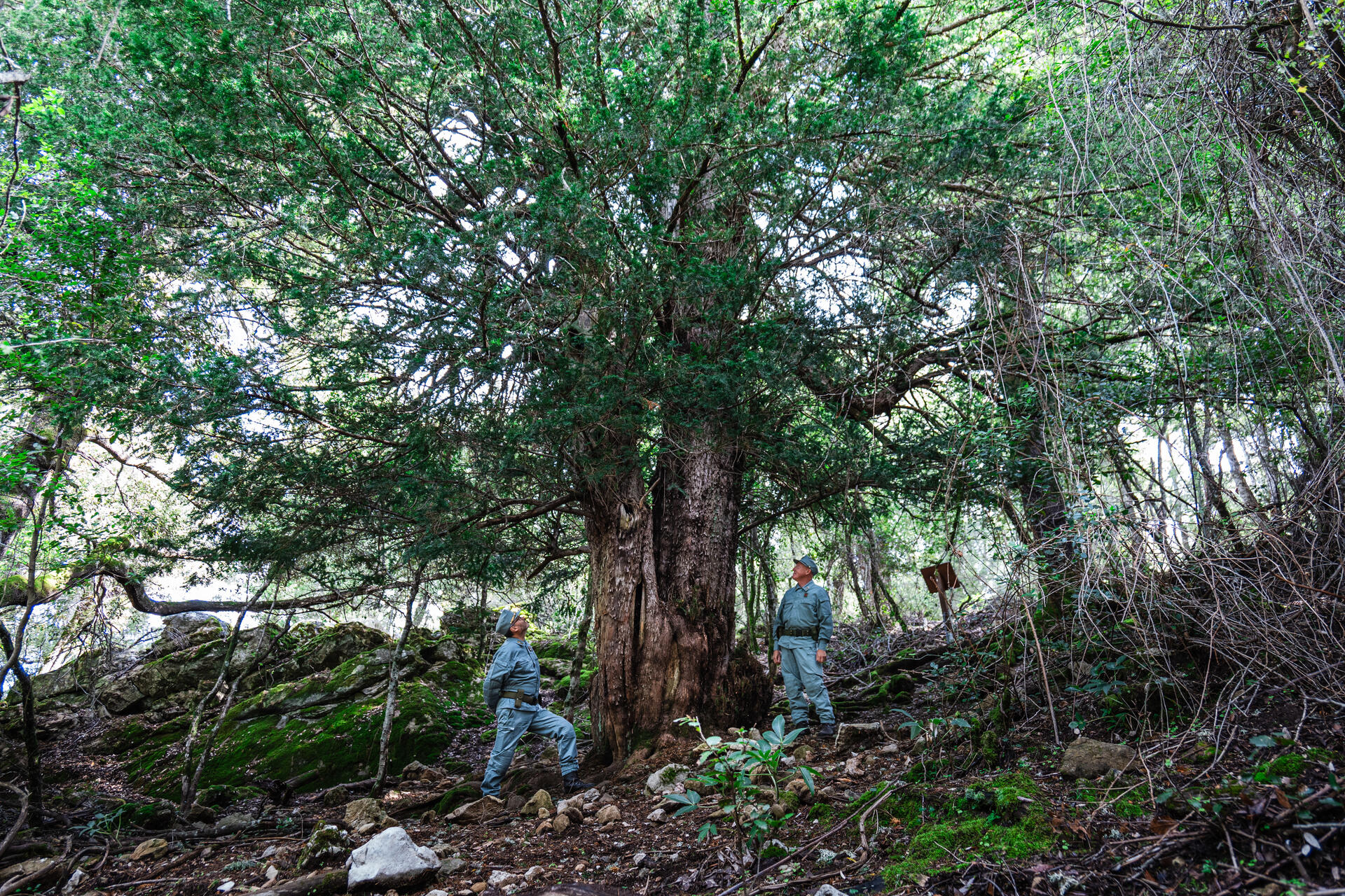 CONCORSO ALBERO DELL'ANNo 2024